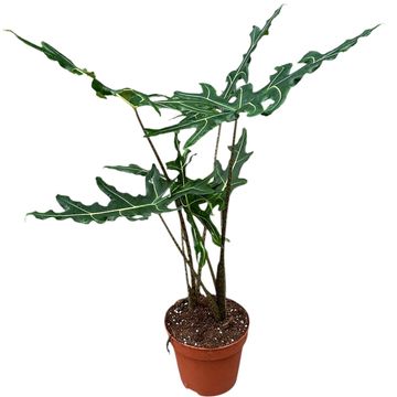 Alocasia portei 'Zebra'