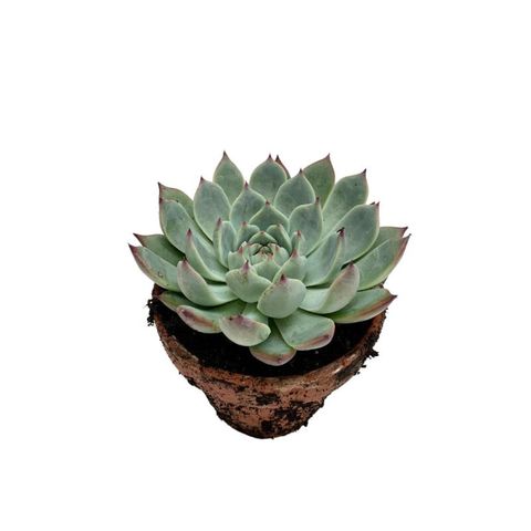 Echeveria secunda