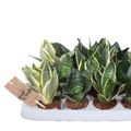 Sansevieria trifasciata HAHNII MIX