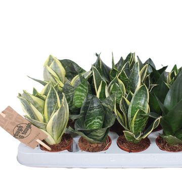 Sansevieria trifasciata HAHNII MIX