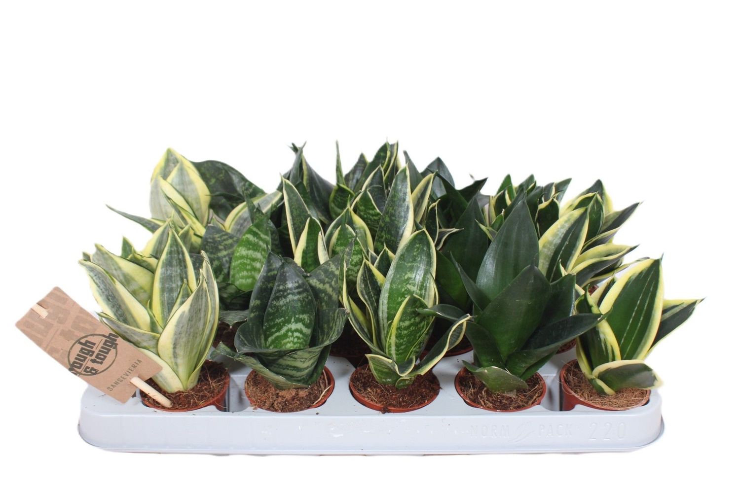 Sansevieria trifasciata HAHNII MIX  Pflanzengrohandel FlorAccess