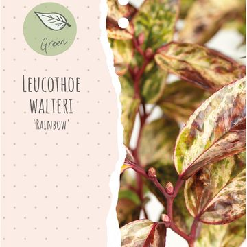 Leucothoe fontanesiana 'Rainbow'