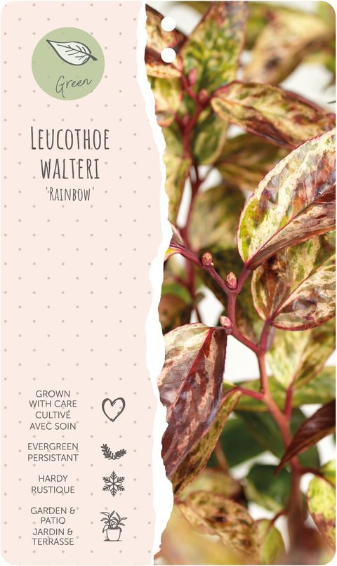 Leucothoe fontanesiana 'Rainbow'