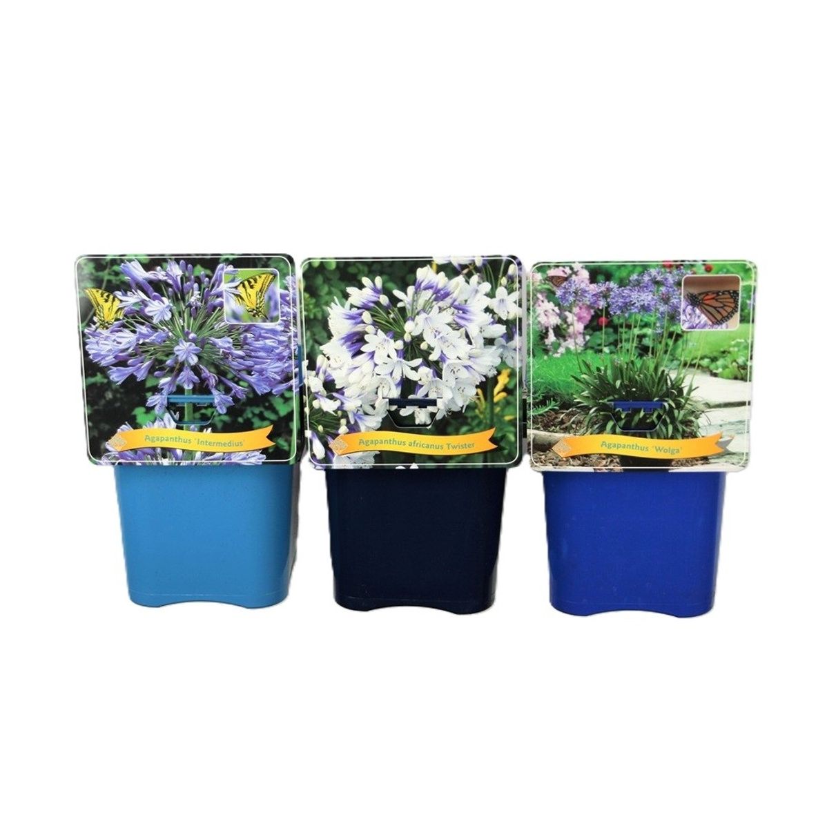 agapanthus-mix-plant-wholesale-floraccess