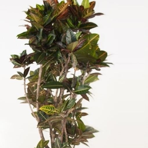 Codiaeum variegatum 'Petra' (Ammerlaan, The Green Innovater)