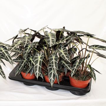 Alocasia BAMBINO ARROW