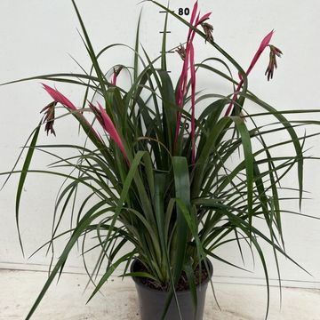 Billbergia nutans 'Tears of Joy'