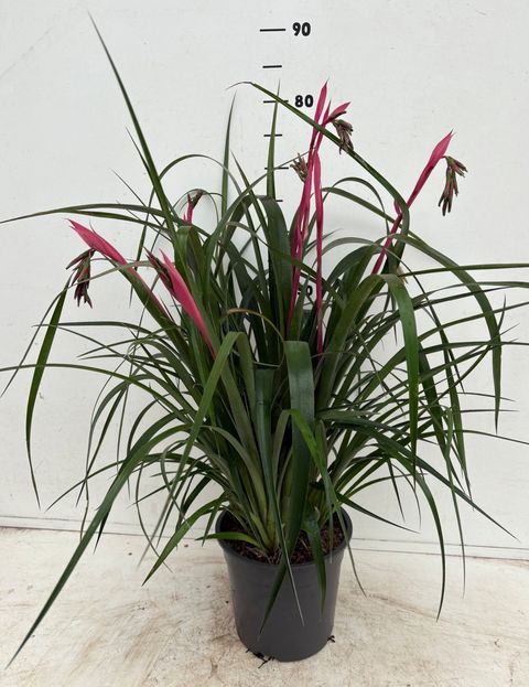 Billbergia nutans 'Tears of Joy'