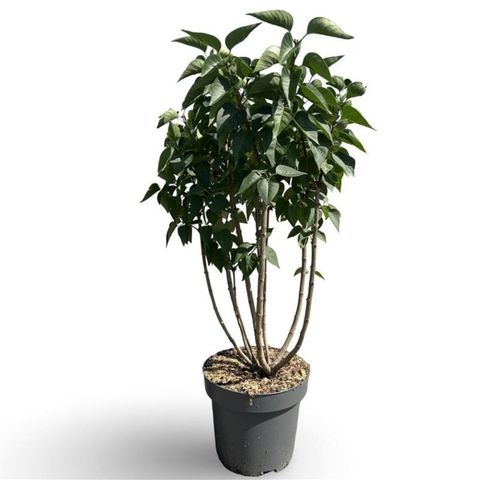 Syringa vulgaris 'Mme Lemoine'