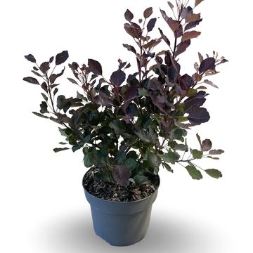 Cotinus DUSKY MAIDEN