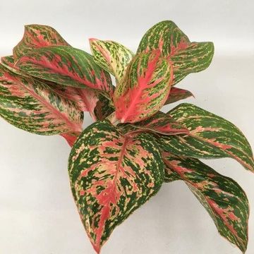 Aglaonema 'Pincut'