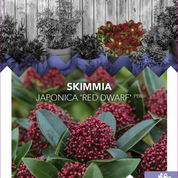 Skimmia japonica ПИНК ДВАРФ