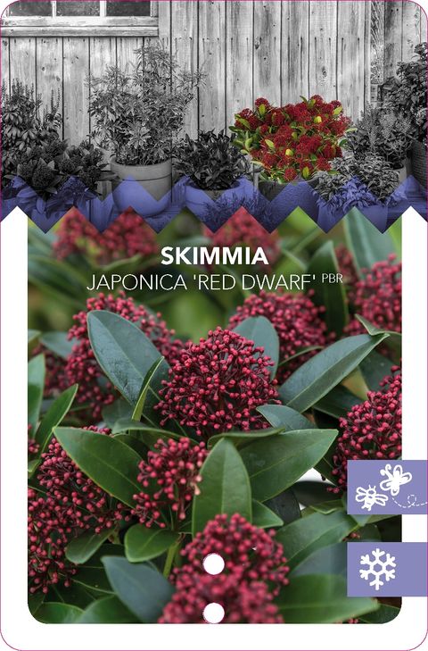 Skimmia japonica ПИНК ДВАРФ