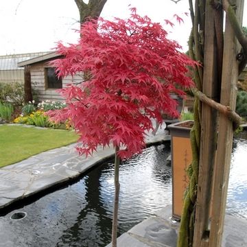 Acer palmatum 'Beni-maiko'