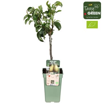 Pyrus communis 'Conference'