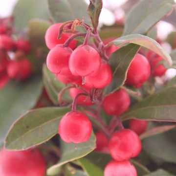 Gaultheria procumbens BIG BERRY