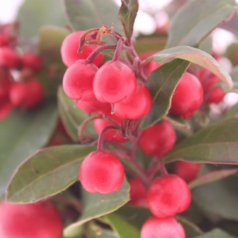 Gaultheria procumbens BIG BERRY