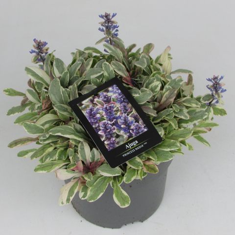 Ajuga tenorei PRINCESS NADIA