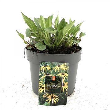 Rudbeckia fulgida 'Goldsturm'