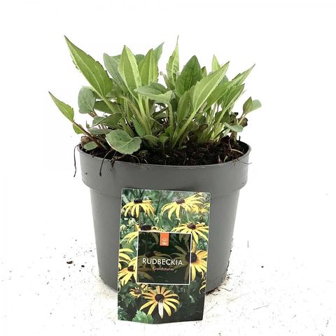Rudbeckia fulgida 'Goldsturm'