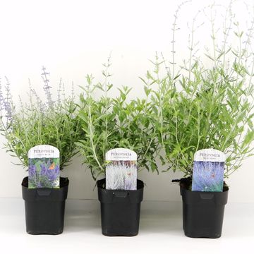 Perovskia atriplicifolia MIX