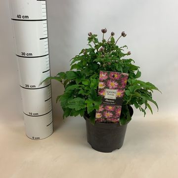 Anemone hupehensis FANTASY BELLE