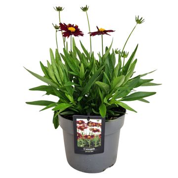 Coreopsis grandiflora SOLANNA BRIGHT TOUCH