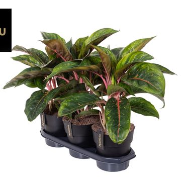 Aglaonema 'Camo Carmine'