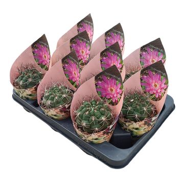 Gymnocalycium saglionis