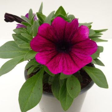 Petunia SWEETUNIA MIX