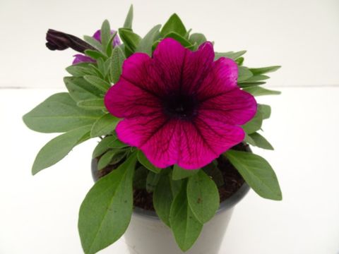 Petunia SWEETUNIA MIX