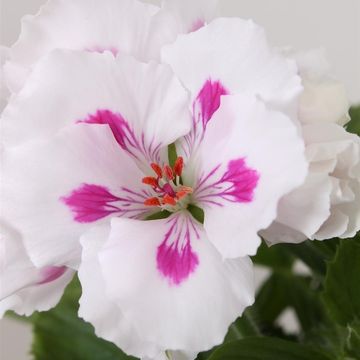 Pelargonium 'Royalty White'