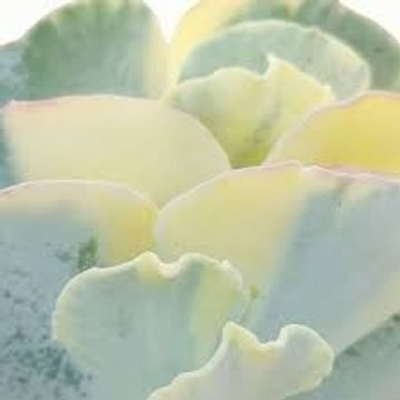 Cotyledon orbiculata 'Undulatum Variegata'