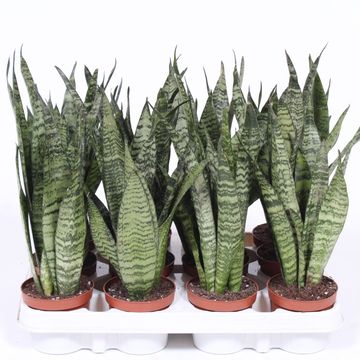 Sansevieria zeylanica