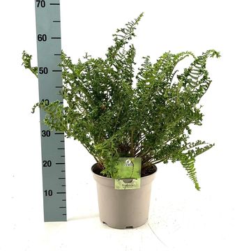 Dryopteris filix-mas 'Linearis Polydactyla'