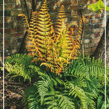 Dryopteris wallichiana 'Jurassic Gold'