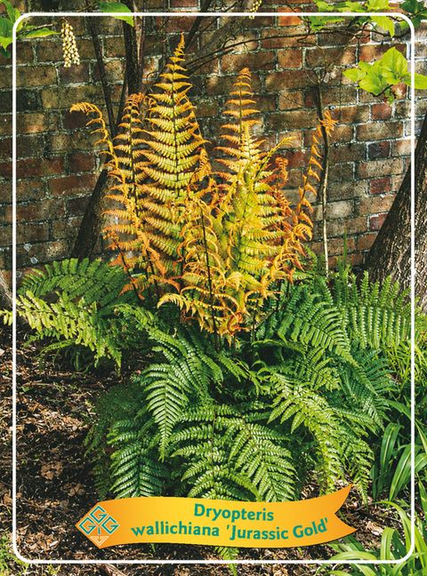 Dryopteris wallichiana 'Jurassic Gold'