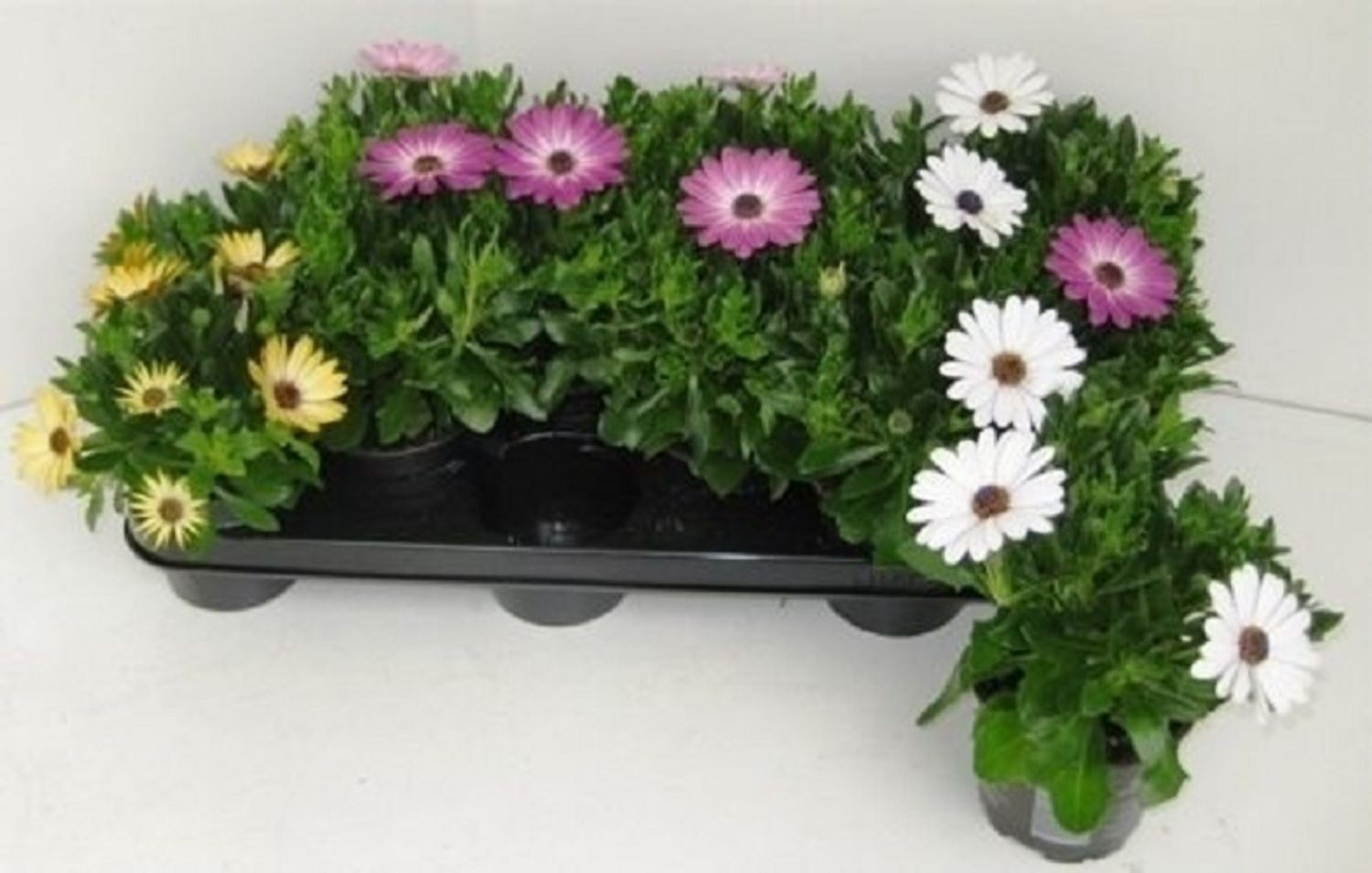 Osteospermum MIX — Plant Wholesale FlorAccess