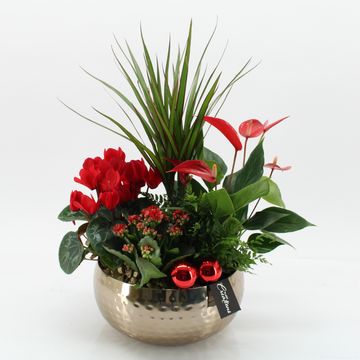 Arrangement Christmas