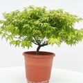 Acer palmatum 'Kiyohime'