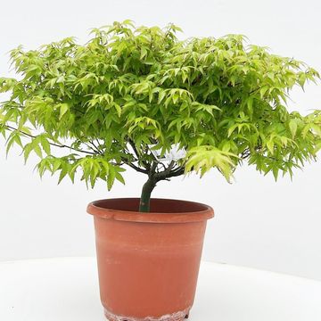 Acer palmatum 'Kiyohime'