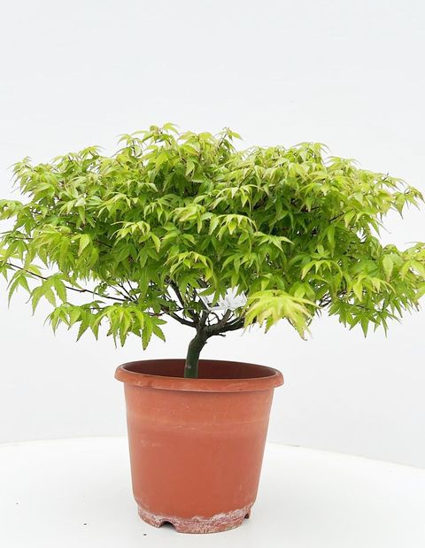 Acer palmatum 'Kiyohime'