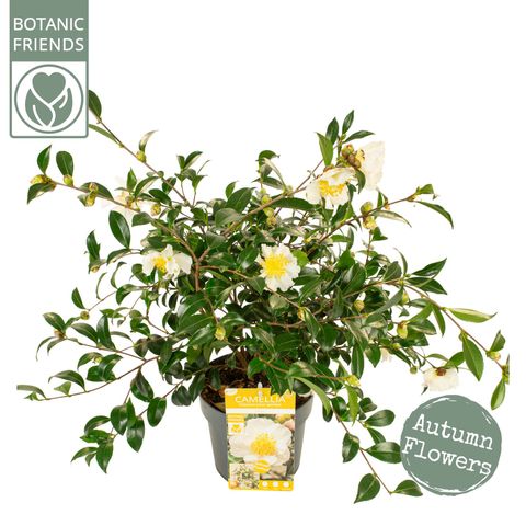 Camellia sasanqua 'White Premium'