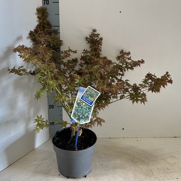 Acer palmatum 'Little Princess'