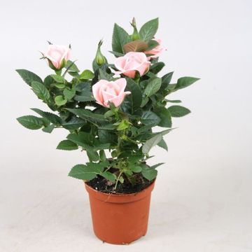 Rosa FAVOURITE ROSES MIX