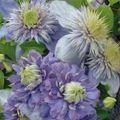 Clematis 'Blue Light' (EL)