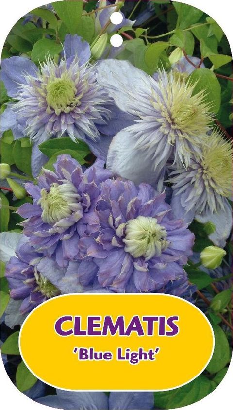 Clematis 'Blue Light' (EL)