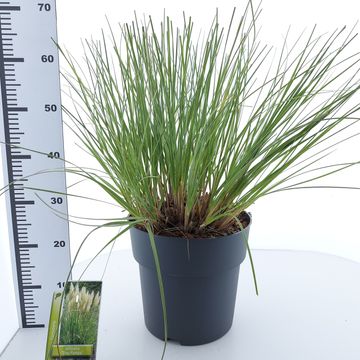 Cortaderia selloana TINY PAMPA