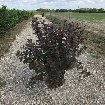 Weigela florida 'Victoria'