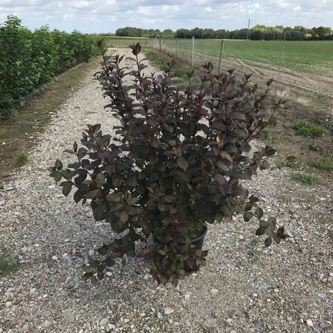 Weigela florida 'Victoria'